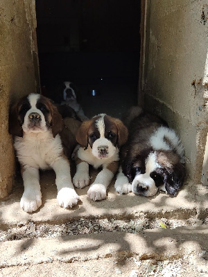 Chien du Saint-Bernard - Chiots Saint Bernard LOF - Elevage du val de l'Ormeze