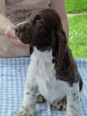 English Springer Spaniel - Chiots English Springer spaniel - DE LA TETE DE FELLERING