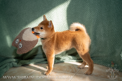 Shiba - Chiot Shiba Inu LOF (Femelle)
