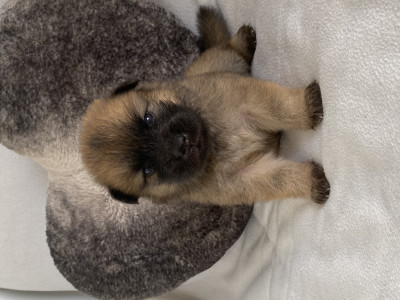 Eurasier - Magnifique BB Eurasier