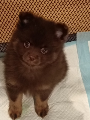 Spitz allemand - Magnifique chiot spitz chocolat - Les merveilles d'Umea