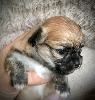 Chihuahua - Superbe chiot chihuahua mâle LOF poils longs - Du royaume de Janna