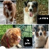 Berger Australien - chiot berger australien