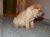 Shar Pei - Shar-peï