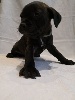 Staffordshire Bull Terrier - Chiots Staffordshire bull terrier