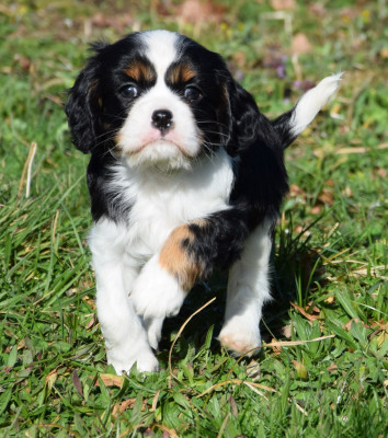 Cavalier King Charles Spaniel - Cavalier King Charles mâles