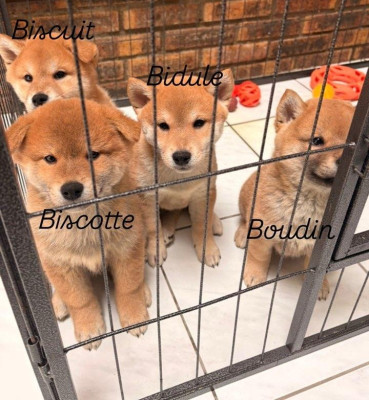Shiba - 4 belles truffes Shiba Inu à vendre