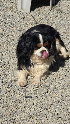 Cavalier King Charles Spaniel - Chiots CAVALIERS KING CHARLES LOF