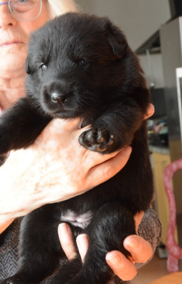 Berger Allemand - BERGER ALLEMAND NOIR