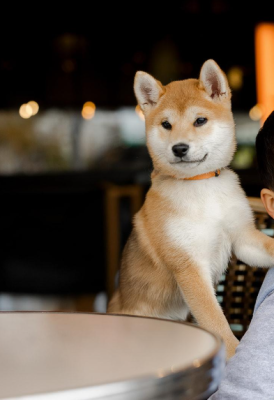 Shiba - Adorable chiot Shiba Inu femelle LOF à vendre