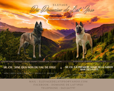 Berger Belge - Berger belge malinois - Du domaine de latipso
