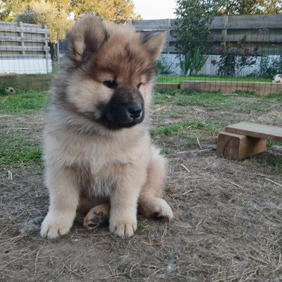 Eurasier - Chiots eurasier a réserver