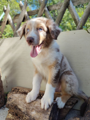 Berger Australien - chiots berger australien LOF
