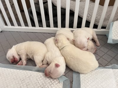 Samoyède - Samoyèdes type Ours - Elevage familiale