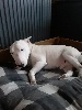 Bull Terrier Miniature - Bébés mini bull terrier