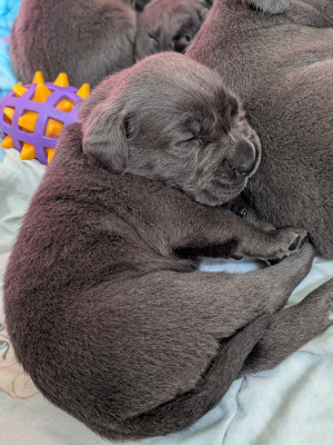 Cane Corso - Chiots Cané Corso LOF