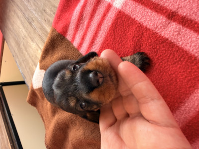 Teckel poil dur - teckel nain poil dur - Le domaine des merveilles des bebouilles