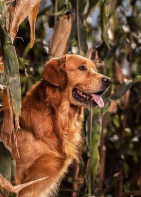 Golden Retriever - Golden Retriever LOF Roux