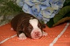 Mini Berger Americain - CHIOTS BERGER AMERICAIN MINIATURE - LA PLAINE DES PACHAS
