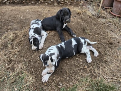 Dogue allemand - Trois magnifiques chiots Dogues Allemands LOF à vendre