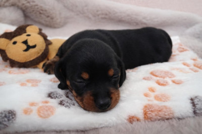 Teckel poil ras - ADORABLE CHIOT TECKEL NAIN DISPONIBLE - teckelerie.cie