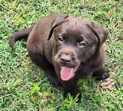 Labrador Retriever - Chiots labrador lof - DES TROIS NUANCES