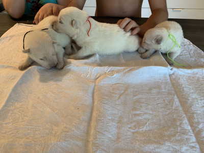 Berger Blanc Suisse - 5 chiots ( 3 mâles et deux femelles) Berger Blanc Suisse-LOF- À réserver- Parents LOF