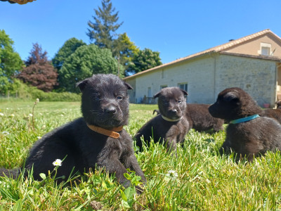 Berger hollandais - CHIOTS BERGER HOLLANDAIS
