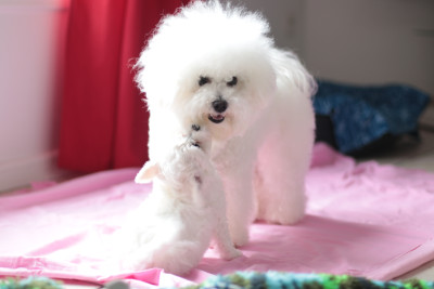 Bichon Frise - Chiots Bichon Frisé LOF d?Exception - AU ROYAUME DE BAGHEERA
