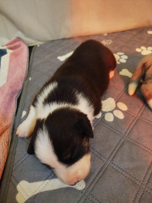 Welsh Corgi Cardigan - CHIOTS CORGI CARDIGAN LOF