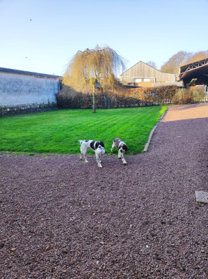 English Springer Spaniel - Chiots English Springer Spaniel