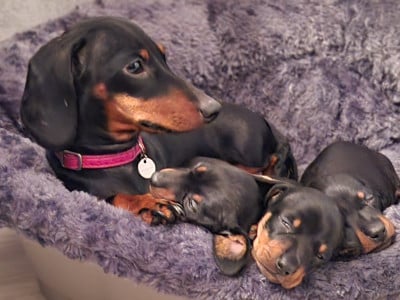 Teckel poil ras - Chiots teckel nain lof