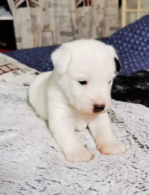 Parson Russell Terrier - Chiot Parson Russell Terrier - Du Chene des Haies