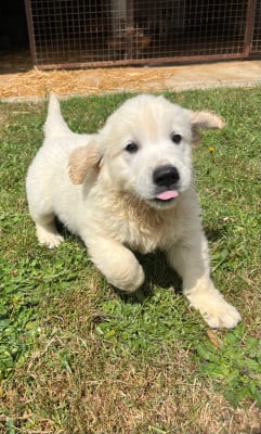 Golden Retriever - chiots golden retriever - élevage du compagnon fidèle