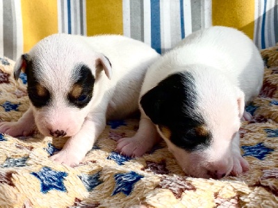 Parson Russell Terrier - Chiots Parson Russells - Of Puppydogs Tails