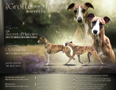 Whippet - Chiots Whippet à réserver