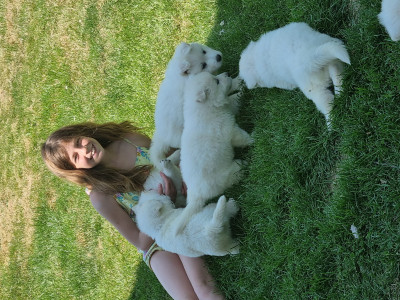 Berger Blanc Suisse - MAGNIFIQUES BOULES DE POILS CHERCHENT FAMILLES À AIMER : - Le Clos De la Gatteliere