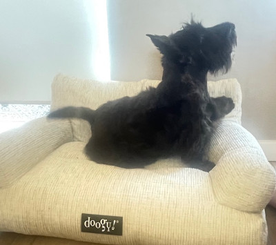 Scottish Terrier - SCOTTISH TERRIER - CHIOTS DE COMPAGNIE LOF A LA RECHERCHE DE LEUR FAMILLE - DU NOORDDUIVEN