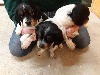 Epagneul Breton - Chiots Epagneul Breton
