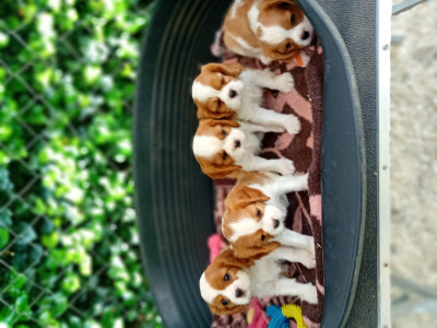 Cavalier King Charles Spaniel - 3 femelles , 2 mâles Blenheim Cav.king charles