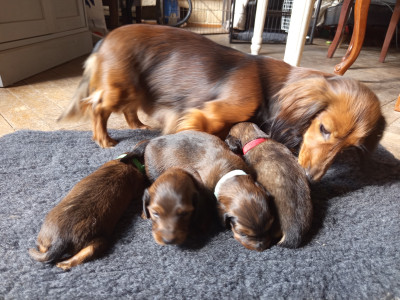 Teckel poil long - Chiots teckel nain à poil long - 'NOTHING ELSE