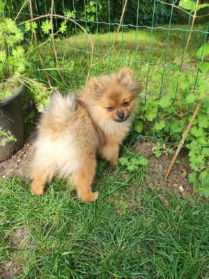 Spitz allemand - Chiots spitz nains, 1 femelle, 1 male