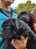 Staffordshire Bull Terrier - Chiots Staffies
