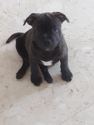 Staffordshire Bull Terrier - Chiots staffordhire bull terrier - Stafford Black Forever