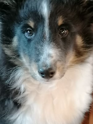 Shetland Sheepdog - Bergers des shetlands