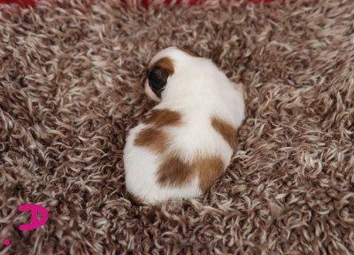 Epagneul nain Continental (Papillon) - Chiot épagneul papillon disponible à la réservation - embrace the moon