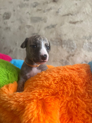 Whippet - Whippet lof
