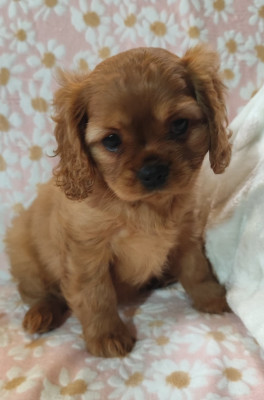 Cavalier King Charles Spaniel - 2 magnifiques femelles lof couleur ruby