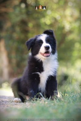 Border Collie - BORDER COLLIE LOF - SLICE OF HEAVEN