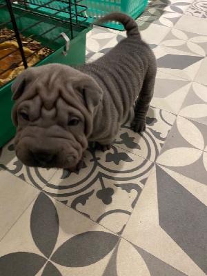 Shar Pei - Chiots sharpei LOF